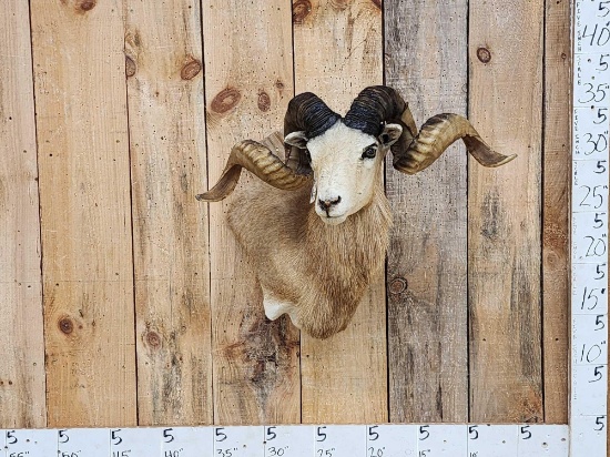 Texas Dall Cross Ram Sheep Shoulder Mount Taxidermy