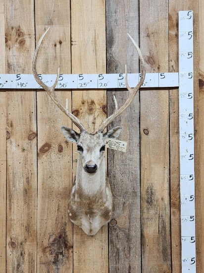Axis Deer Shoulder Mount Taxidermy