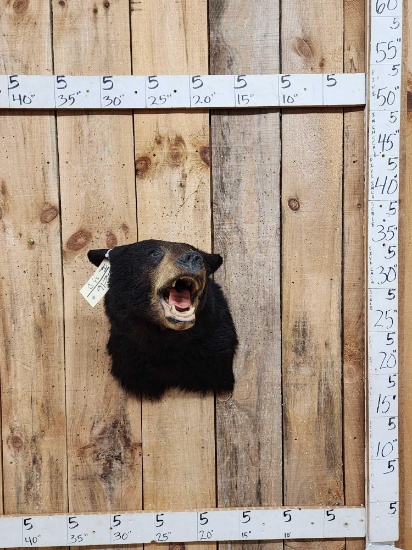Black Bear Shoulder Mount Taxidermy
