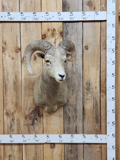 Rocky Mountain Bighorn Sheep Shoulder Mount Taxidermy