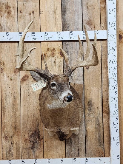 Giant Whitetail Shoulder Mount Taxidermy