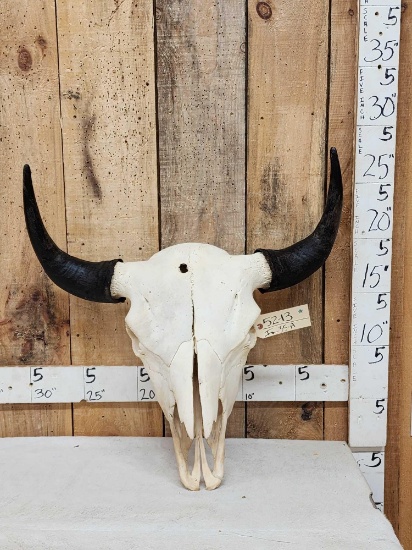 American Bison Buffalo Skull Taxidermy