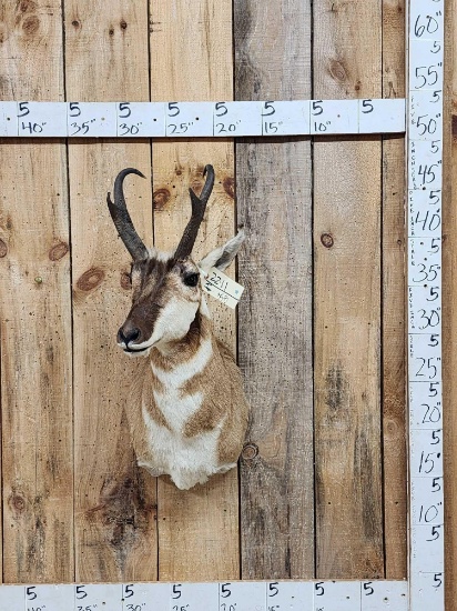 Pronghorn Antelope Shoulder Mount Taxidermy