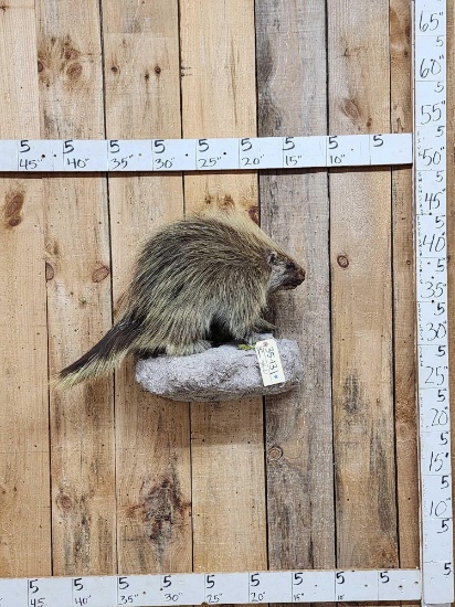 Porcupine Full Body Taxidermy Mount