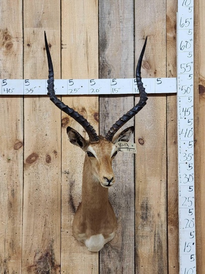 African Impala Shoulder Mount Taxidermy
