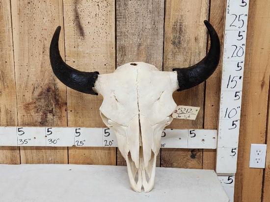 American Bison Buffalo Skull Taxidermy