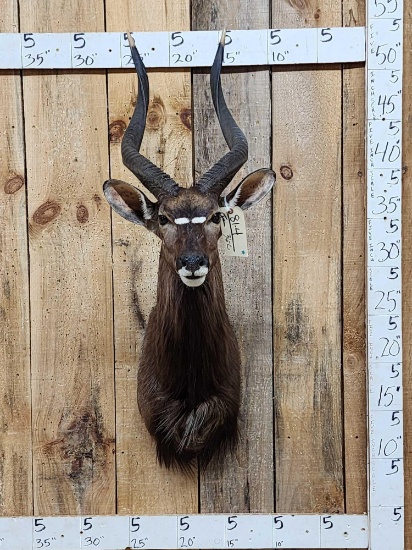 African Nyala Shoulder Mount Taxidermy