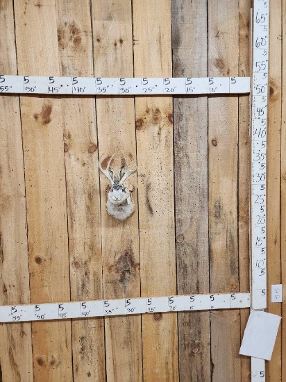 Jackalope Shoulder Mount Taxidermy