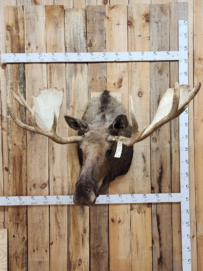 64" Wide Moose Shoulder Mount Taxidermy