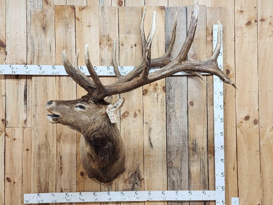 Big 6x7 Bugling Elk Shoulder Mount Taxidermy