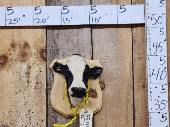 Holstein Calf Shoulder Mount Taxidermy