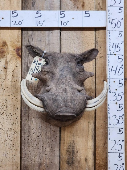 African Warthog Shoulder Mount Taxidermy