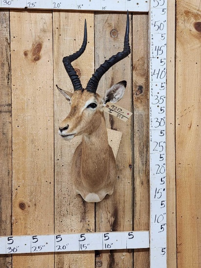 African Impala Shoulder Mount Taxidermy