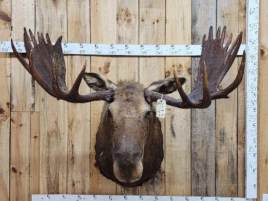 58" Wide Alaskan Moose Shoulder Mount Taxidermy