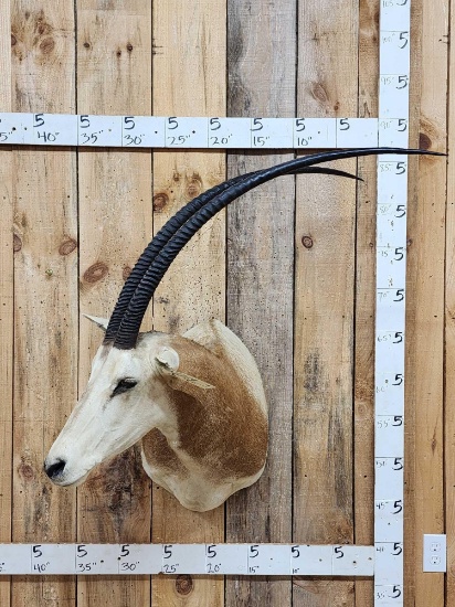 African Scimitar Horned Oryx Shoulder Mount Taxidermy