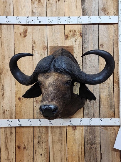 African Cape Buffalo Shoulder Mount Taxidermy