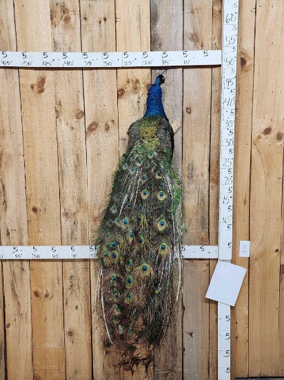Indian Peacock Full Body Bird Taxidermy