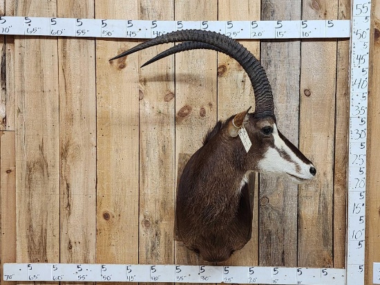 African Sable Antelope Shoulder Mount Taxidermy
