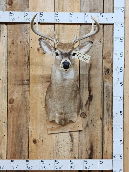 4x4 Whitetail Shoulder Mount Taxidermy