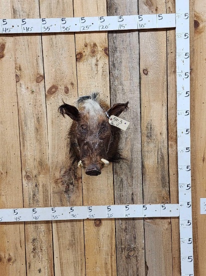 African Bush Pig Shoulder Mount Taxidermy