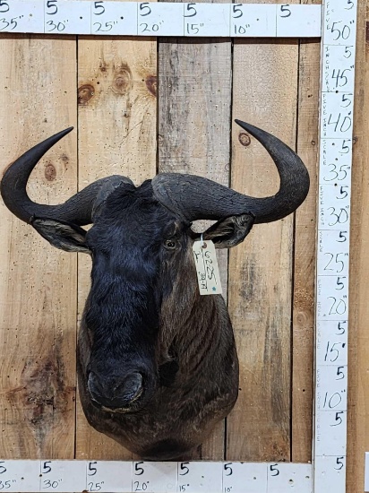 African Blue Wildebeest Shoulder Mount Taxidermy