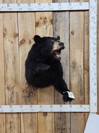 Black Bear Half Body Taxidermy Mount
