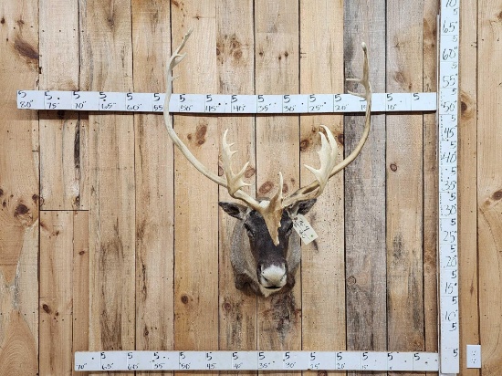 Nice Caribou Shoulder Mount Taxidermy
