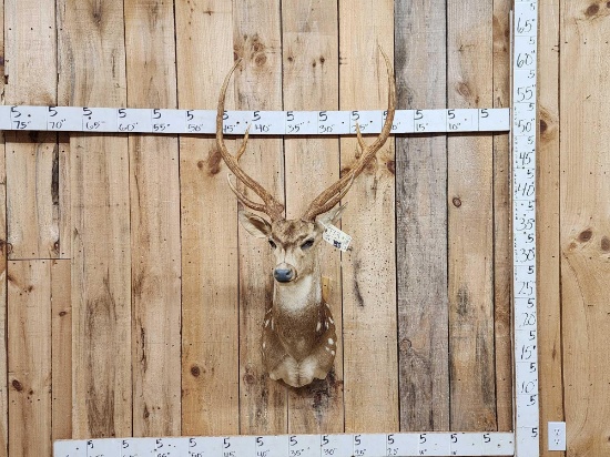 Axis Deer Shoulder Mount Taxidermy
