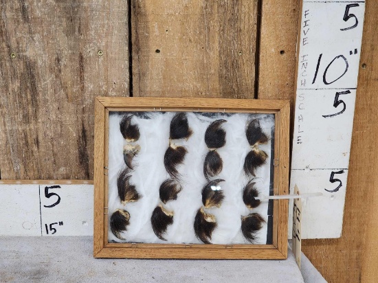 16 Black Bear Claws Taxidermy