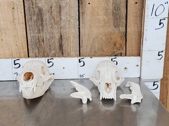 2 Black Bear Skulls Taxidermy