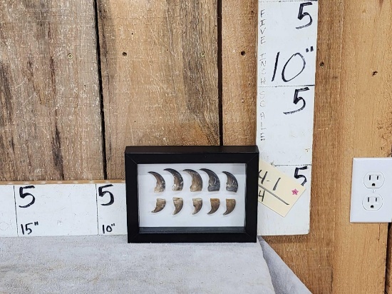 Frame Of 10 Bear Claws Taxidermy