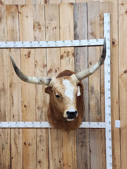 Mexican Fighting Bull Shoulder Mount Taxidermy