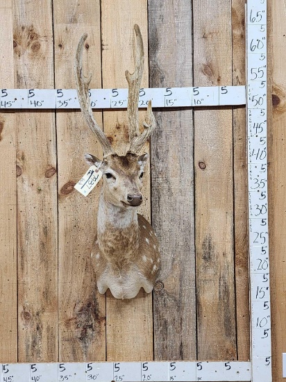 Axis Deer In Velvet Shoulder Mount Taxidermy