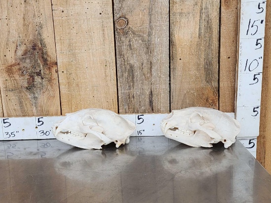 2 Big Black Bear Skulls Taxidermy