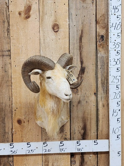 Ram Sheep Shoulder Mount Taxidermy