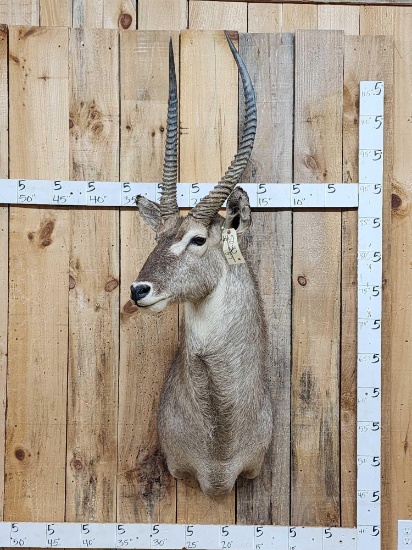 African Waterbuck Shoulder Mount Taxidermy