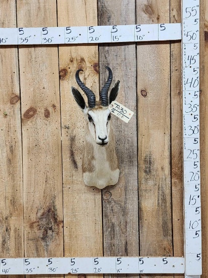 African Springbok Shoulder Mount Taxidermy