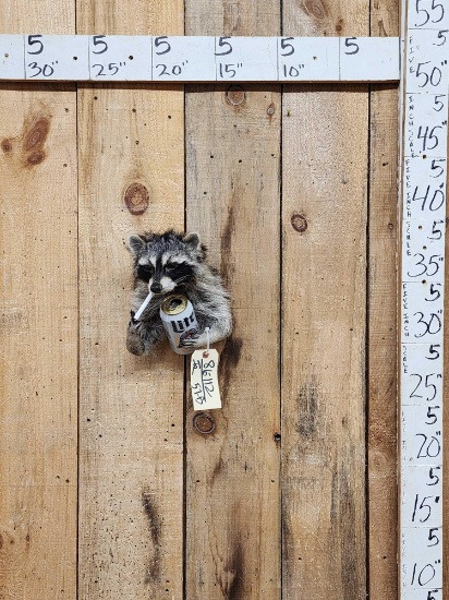 Naughty Raccoon Shoulder Mount Taxidermy