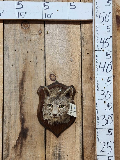 Vintage Bobcat Shoulder Mount Taxidermy