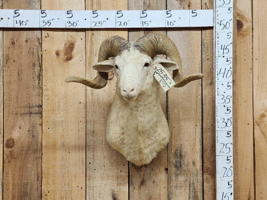 Woolly Ram Sheep Shoulder Mount Taxidermy