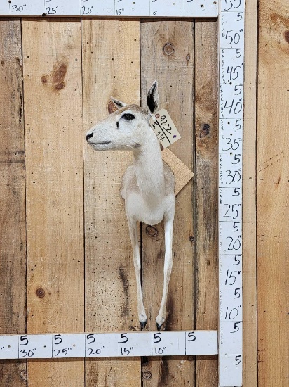 Indian Black Female Half Body Taxidermy Mount