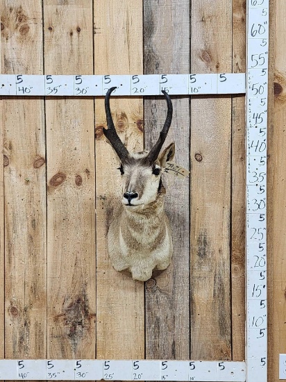 Pronghorn Antelope Shoulder Mount Taxidermy