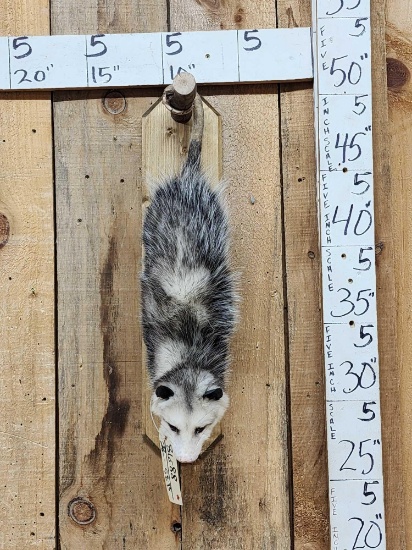 Opossum Hanging By It's Tail Taxidermy