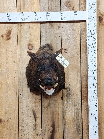 Wild Boar Hog Shoulder Mount Taxidermy