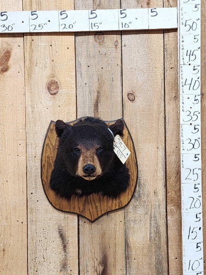 Black Bear Shoulder Mount Taxidermy