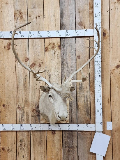Caribou Shoulder Mount Taxidermy