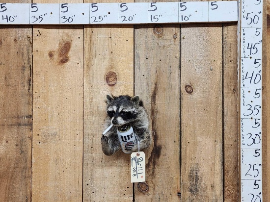 Naughty Raccoon Shoulder Mount Taxidermy