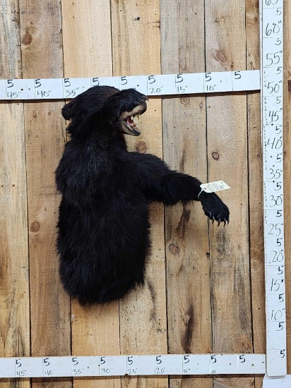 Black Bear Half Body Taxidermy Mount
