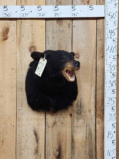 Black Bear Shoulder Mount Taxidermy