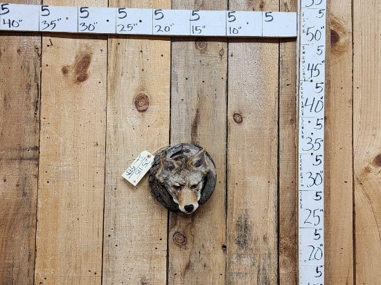Coyote In A Log Taxidermy